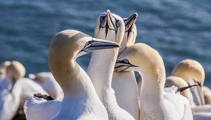 我们的爱爱爱是什么歌,我们的爱呀什么歌