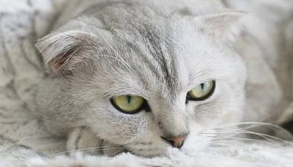 我得意的笑是什么歌—我得意的笑是谁唱的